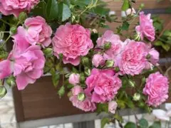 バラ挿し木発根苗・トゲの少ない柔らか枝のランブラーつるバラ　一季咲　113①