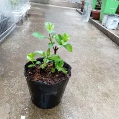 紫陽花ラグランジアブライダルシャワーのサムネイル