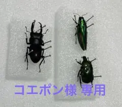 お得なパッキング標本セット　ランキフェル　ハムシ　ドヘルティ　ニジイロカナブン等 お得なパッキング標本セット ランキフェル ハムシ ドヘルティ ニジイロ