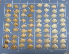 貝殻セット 多様な模様と色合い No.88