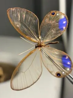 標本】雷属性のルリイロジガバチ エメラルドゴキブリバチに酷似の寄生