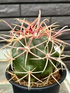 2026年最新】鯱頭の人気アイテム - メルカリ