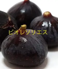 72 ビオレソリエス挿し木苗のサムネイル