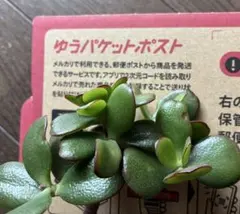 金のなる木 挿し木用 8本＋α♪ たっぷり　金運アップ 縁起物 多肉植物