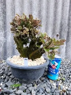 岩松 イワヒバ 高山植物 盆栽鉢陶器付 - メルカリ