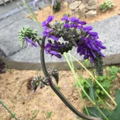 サルビア ヌタンス　種のサムネイル