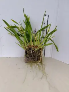 は*い様 洋蘭原種ニデマブーシー開花株のサムネイル