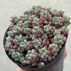 2026年最新】セダム パープルヘイズの人気アイテム - メルカリ