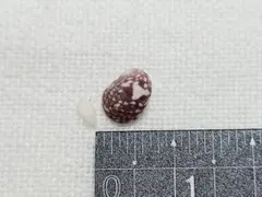 貝 貝殻 標本 海の貝　160