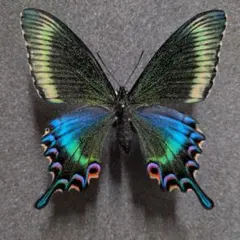 蝶標本　北海道産ミヤマカラスシジミ・オオイチモンジ♀ 野濱実秀斎 蝶標本 北海道産ミヤマカラスシジミ・オオイチモンジ♀ 野濱実秀斎様