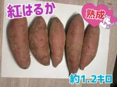 紅はるか　さつまいも　約1.2キロ　M~Lサイズ　鹿児島県産
