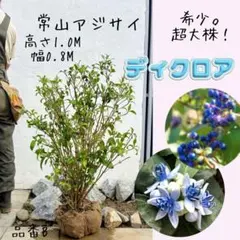 2026年最新】常山あじさいの人気アイテム - メルカリ