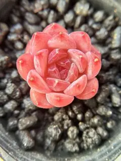 久*）様 現品　新作　多肉植物　エケベリア　ルビーのいちご大福　小苗　1株　5c