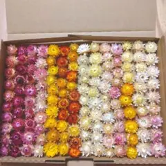 ヘリクリサムのサムネイル