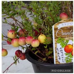 クランベリー　根付きミニ苗2本