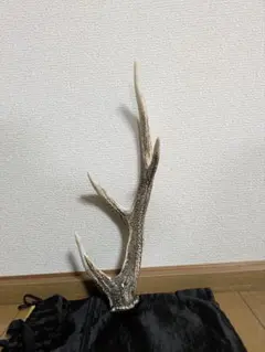 鹿の角