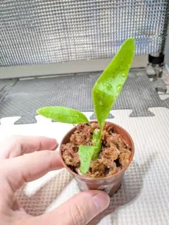 NE様 リクエスト 2点 まとめ商品