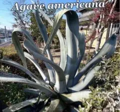 2025年最新】アガベアメリカーナの人気アイテム - メルカリ