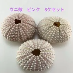 シーウーチン＊3種類セット(A-13)＊ウニの殻＊骨格標本 - メルカリ