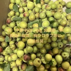 梅　中熟中心　約3kg 近県限定　宮城産　無農薬　梅酒、梅シロップ、梅干し等にのサムネイル