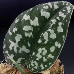 (December⭐︎)スキンダプサス バクダパティp1 ダークフォーム スキンダプサス | STORES