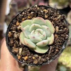 87.アイススピリット 抜き苗 1鉢分 多肉植物 - メルカリ