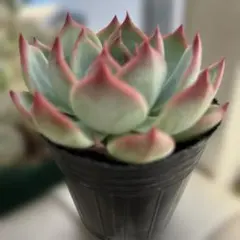 マルクル様 リクエスト 2点 まとめ商品