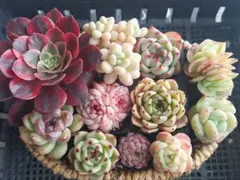 【超得Sale】品種いろいろセット⑤★抜き苗★エケベリア★多肉★多肉植物寄せ植え