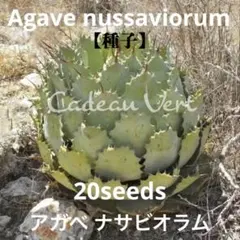 魅惑の激レア☆Agave nussaviorum☆アガベ ナサビオラム種子20粒