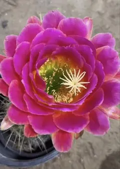 【現品.つぼみ付き】多肉植物　花サボテン　0206 つぼみ付き】多肉植物 花サボテン MH-001 - メルカリ