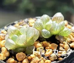 多肉✿ ハオルチア　オブツーサ　トルンカータ　抜き苗　2つ❁⃘*.抜き苗　6cm鉢