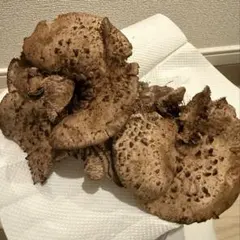 2026年最新】天然香茸の人気アイテム - メルカリ