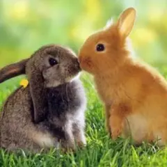 SK-IIスキンパワー アドバンスド クリーム180g (15g×12セット)