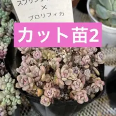 スプリングワンダー×プロリフィカ ④ カット苗 多肉植物 古都の葉さん
