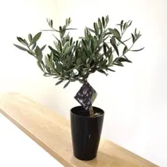 2026年最新】オリーブの木 シプレッシーノの人気アイテム - メルカリ