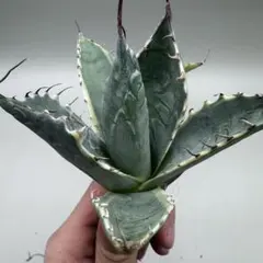 2026年最新】アガベ パラサナの人気アイテム - メルカリ