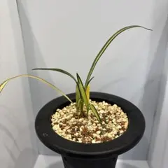 春蘭　韓国春蘭　栄光No.3 2025年最新】韓国春蘭の人気アイテム - メルカリ