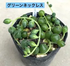 ぽめはる様 リクエスト 2点 まとめ商品