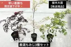 【メルカリ市限定値下げ】胡蝶の舞・しだれモミジ 3点セット 接木苗のサムネイル