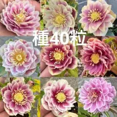 2025年最新】クリスマスローズ 種子の人気アイテム - メルカリ