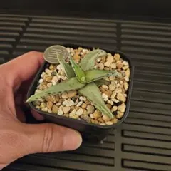 2025年最新】アロエ カスティロニアエの人気アイテム - メルカリ