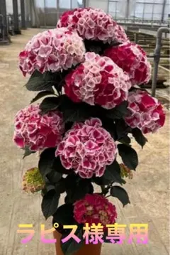 ラピス様専用　紫陽花　アジサイ　ホットチボリマーブル　ピンク　ツリー