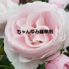 ちゃんゆみ様専用