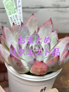 鉢ごと✿❀aruru❀✿様 リクエスト 3点 まとめ商品