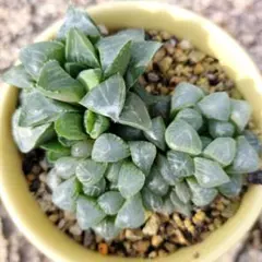 ハオルチア 　オブツーサ