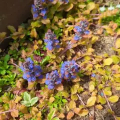 スッキリ様 リクエスト 2点 まとめ商品