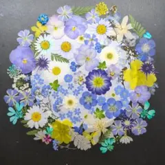 SUUU様専用❉押し花素材❉615 604