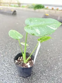 2026年最新】モンステラ タイコンステレーションの人気アイテム - メルカリ