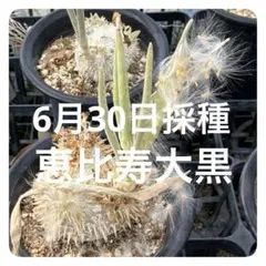 自家採種した超新鮮な パキポディウム 白花 恵比寿笑い の種子10粒 