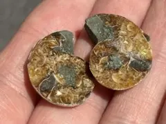 2026年最新】アンモナイト化石の人気アイテム - メルカリ